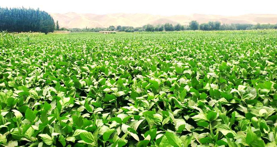 Soyabeans Farming and Planting