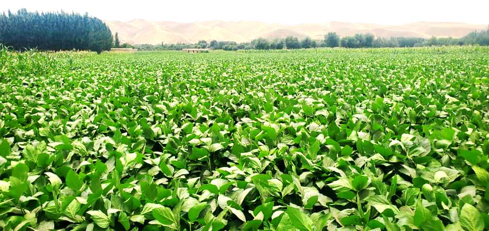 Soyabeans Farming and Planting