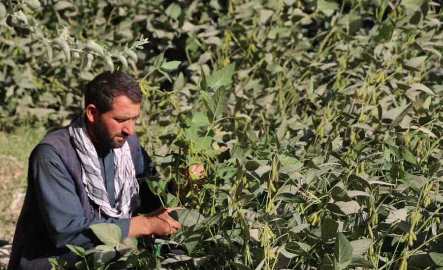 Promote soybean planting in Sholgara