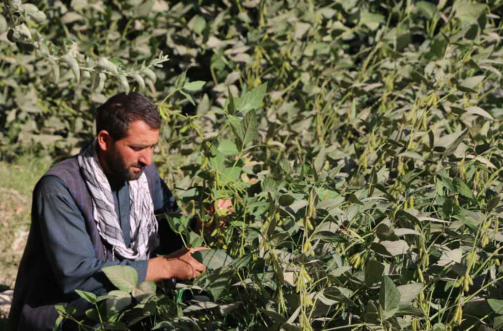 Promote soybean planting in Sholgara